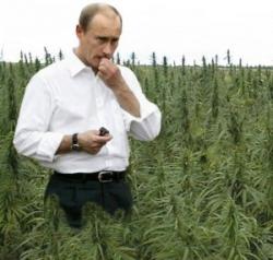 Название: putin-narkota-300x286.jpg
Просмотров: 541

Размер: 12.1 Кб